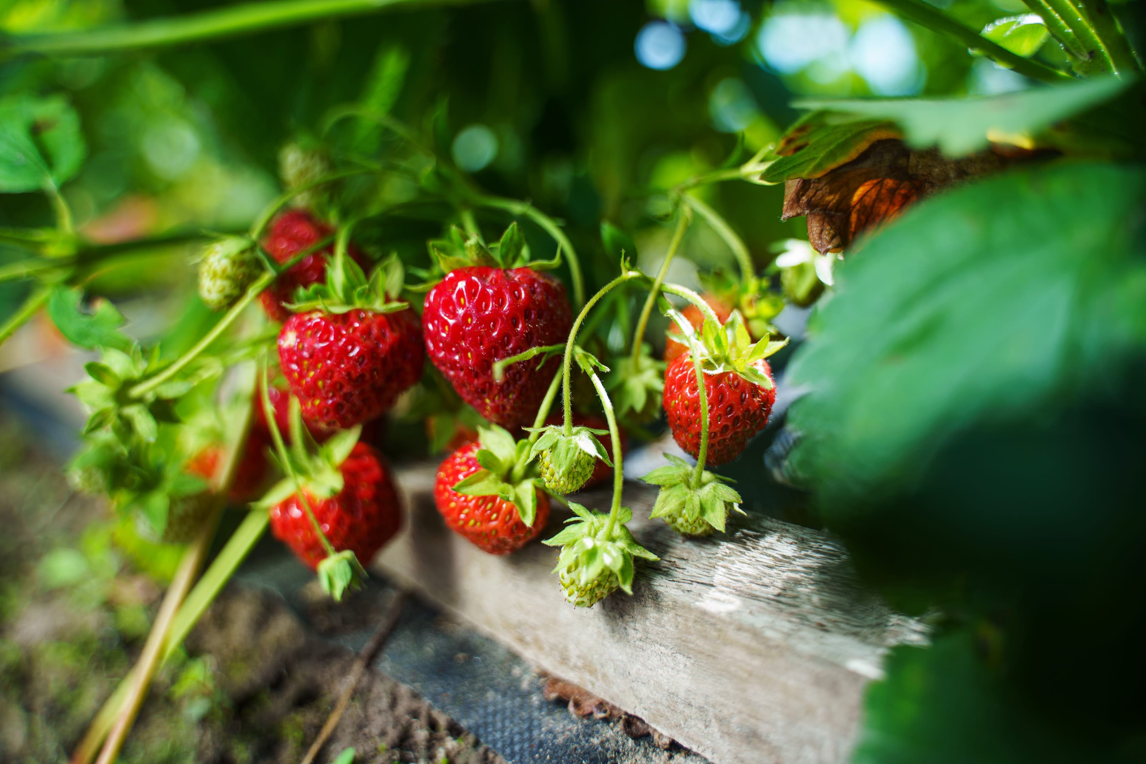 Amazon Is Selling a Cute Strawberry Grow Kit—And It's On Sale