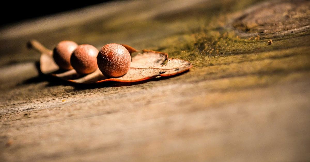 How Edible Brands Is Preparing for the AI-Driven Future of Ecommerce