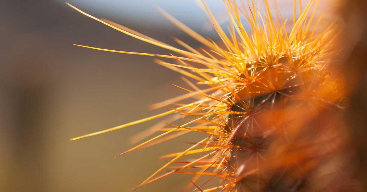 Interactive. Violent. Gross. Inside Fishtank, the Unhinged Future of Reality TV